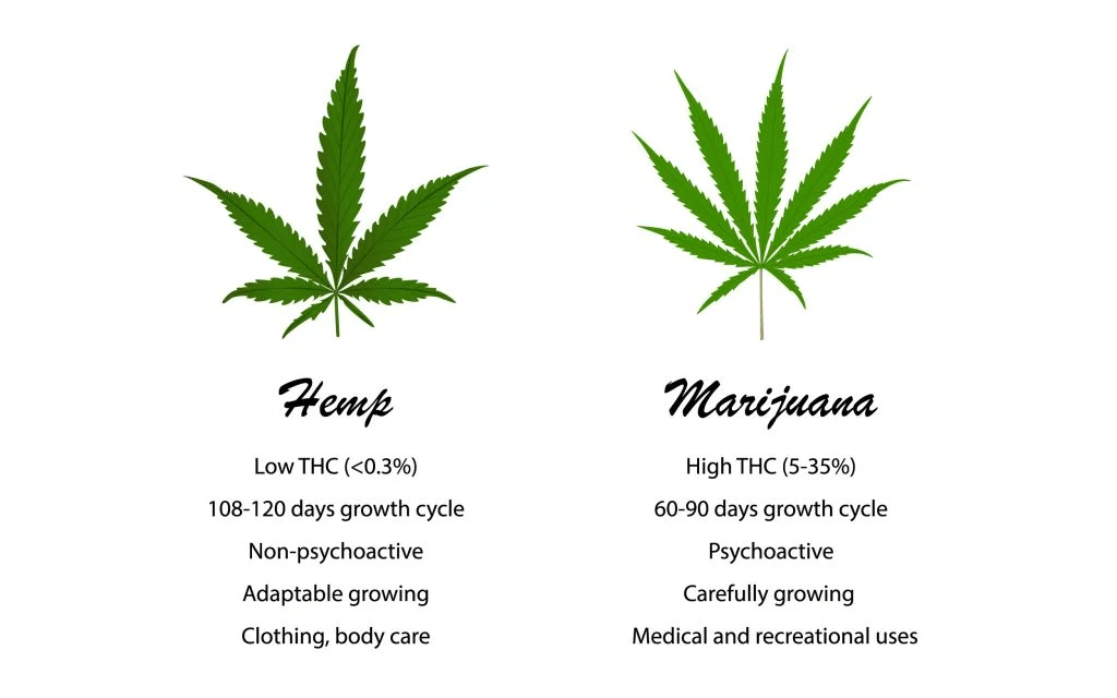 大麻草の種類